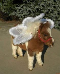 Horse
Fairy Mini Horses, 밈 유머, Funny Animal Photos, Cute Horses