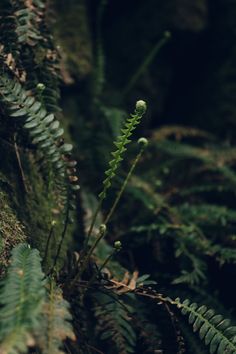 ferns and moss growing on the side of a stone wall