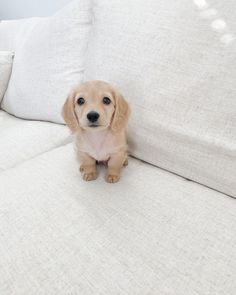 a small dog sitting on top of a white couch