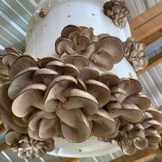 a cluster of mushrooms hanging from the ceiling