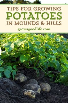 growing potatoes using trenchs and hills