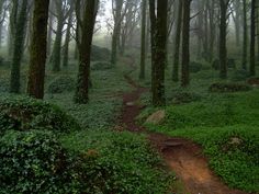 a path in the middle of a lush green forest