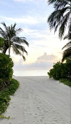 an empty beach with palm trees and the ocean in the background