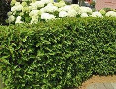 a hedge with white flowers in front of a house