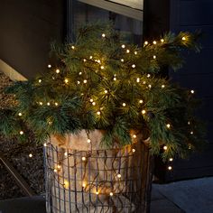 a potted plant with christmas lights on it