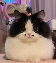 a black and white cat sitting on top of a table