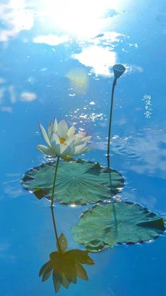 two white water lilies floating on top of a blue body of water with lily pads