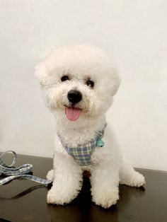 a small white dog sitting on top of a table