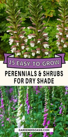 purple and white flowers with text overlay that reads 15 easy to grow perennials & shrubs for dry shade