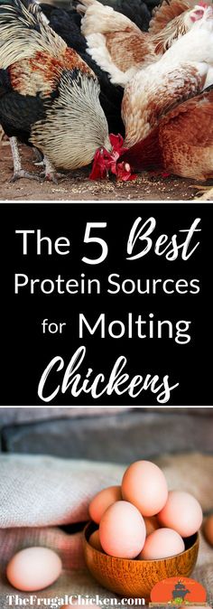 the 5 best protein sources for molting chickens and how to use them in your diet