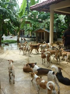 a group of dogs standing and laying on the ground in front of a building with palm trees