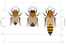 three bees are shown with their names on them