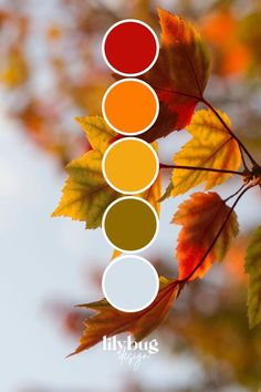 the colors of autumn and fall are arranged in a rainbow - hued arrangement on a tree branch