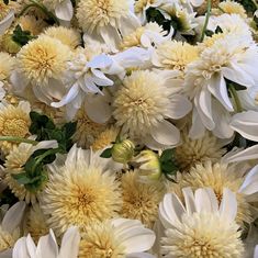 many white and yellow flowers with green leaves