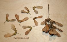 several dried flowers sitting on top of a wooden table next to each other with the stems still attached