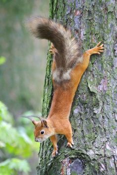 a red squirrel climbing up the side of a tree trunk with its tail hanging down