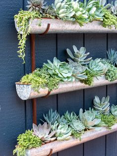 three metal shelves filled with succulents next to a blue wall and wooden slats