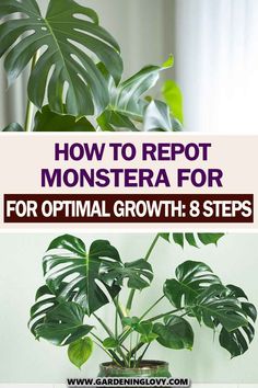 a potted plant with the title how to repat monstera for optimal growth 8 steps