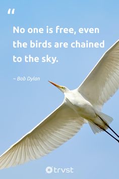 a white bird flying in the sky with a quote from bob dykan on it