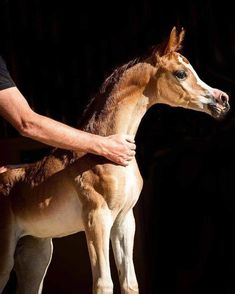 a small horse being held by a man's hand in front of a black background