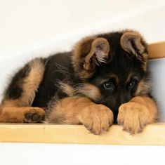 a puppy laying down on top of a wooden shelf next to a white wall and looking at the camera