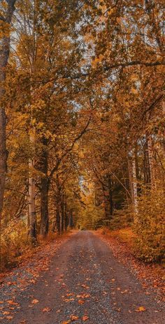 an empty road surrounded by trees and leaves