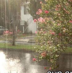 a tree with pink flowers is in the rain next to a lake and house on a rainy day