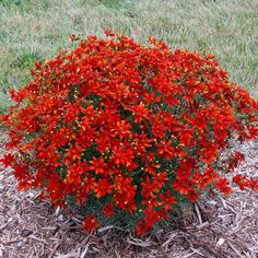 a bush with red flowers in the middle of grass and mulch on the ground