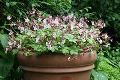 a planter filled with lots of pink and white flowers