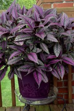 a purple potted plant sitting on top of a wooden table