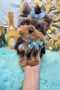 a small brown and black dog with a bow on it's head sitting in a person's hand