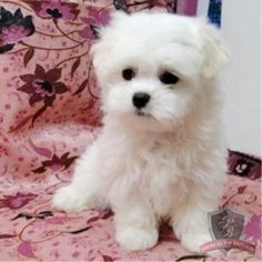 a small white dog sitting on top of a pink blanket