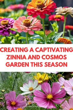 colorful flowers with the words creating a captivating zinna and cosmos garden this season