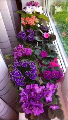 purple and white flowers are growing in a window sill next to the windowsill