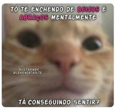 a close up of a cat's face with the caption that says, to be entendo de benos e abraccos mentale