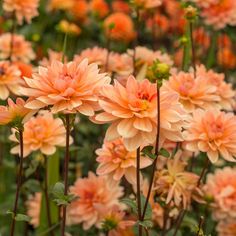 many orange flowers are growing in the field