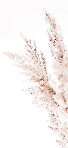 some very pretty plants with long stems in the foreground, against a white background