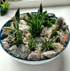 a bowl filled with lots of rocks and plants