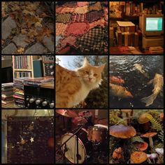 a collage of pictures with cats and fish