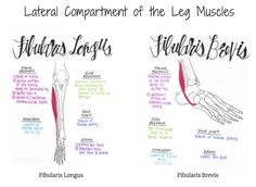 the different muscles are labeled in this diagram