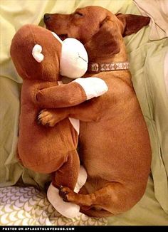 a brown dog laying on top of a bed with a stuffed animal in it's arms