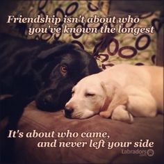 two dogs laying next to each other on a couch with the caption, it's about who came and never left your side