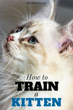 a kitten with the words how to train a kitten on it's face and head