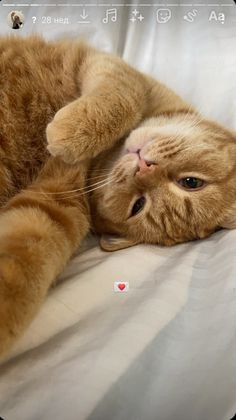 an orange cat laying on top of a bed