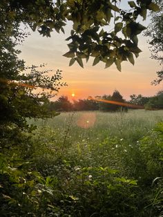 the sun is setting over an open field with tall grass and trees in the foreground