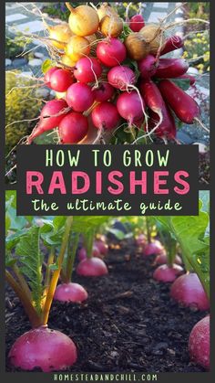 radishes growing in the garden with text overlay reading how to grow radishes the ultimate guide