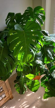 a large green leafy plant sitting on top of a wooden table next to a window