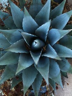 an aerial view of a blue plant in the middle of some dirt and leaves on the ground