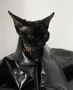 a black cat wearing a leather jacket and collar