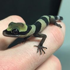 a small green and black gecko sitting on top of someone's finger with it's eyes wide open